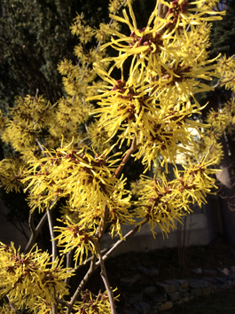 Hamamelis Virginia